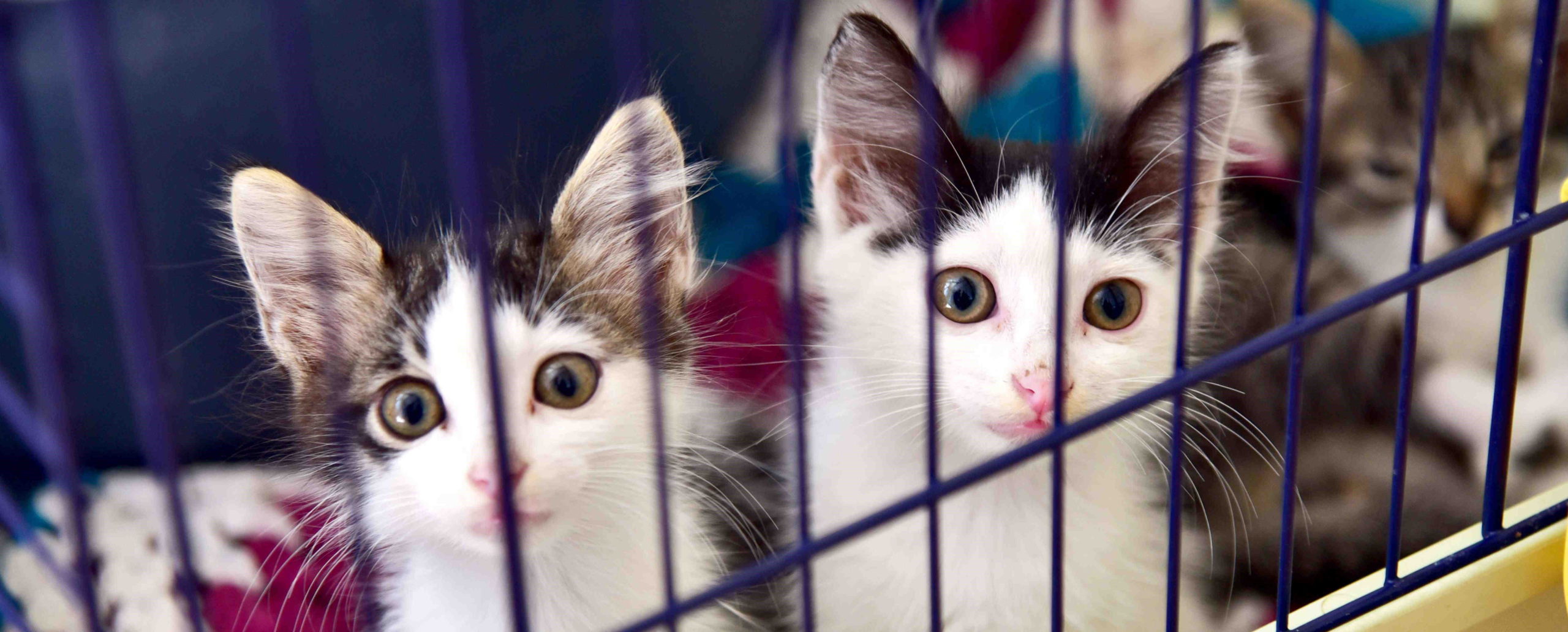 Kyrenia Animal Rescue (KAR) – Tel: +90 533 869 40 98 Kyrenia Animal Rescue (KAR) – Tel: +90 533 869 40 98